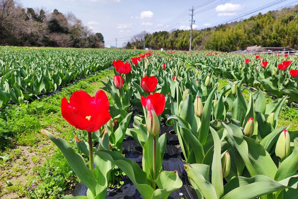 3月30日（水）のお花情報（チューリップが咲き始めました）