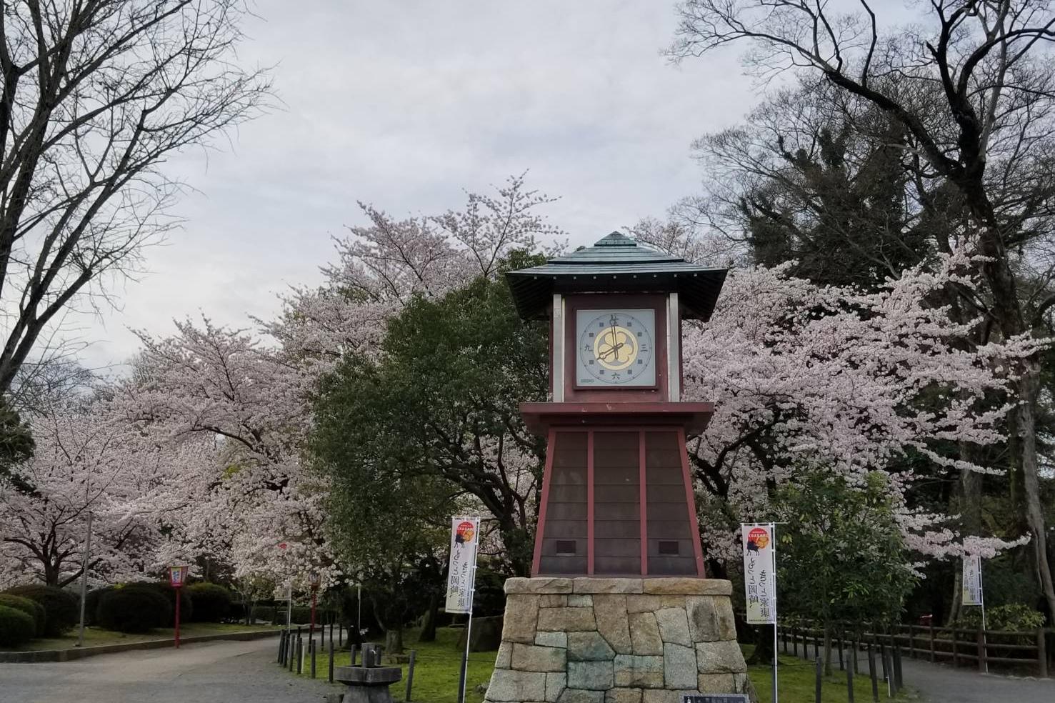 2022年3月31日（木）桜の開花状況を公開しました！