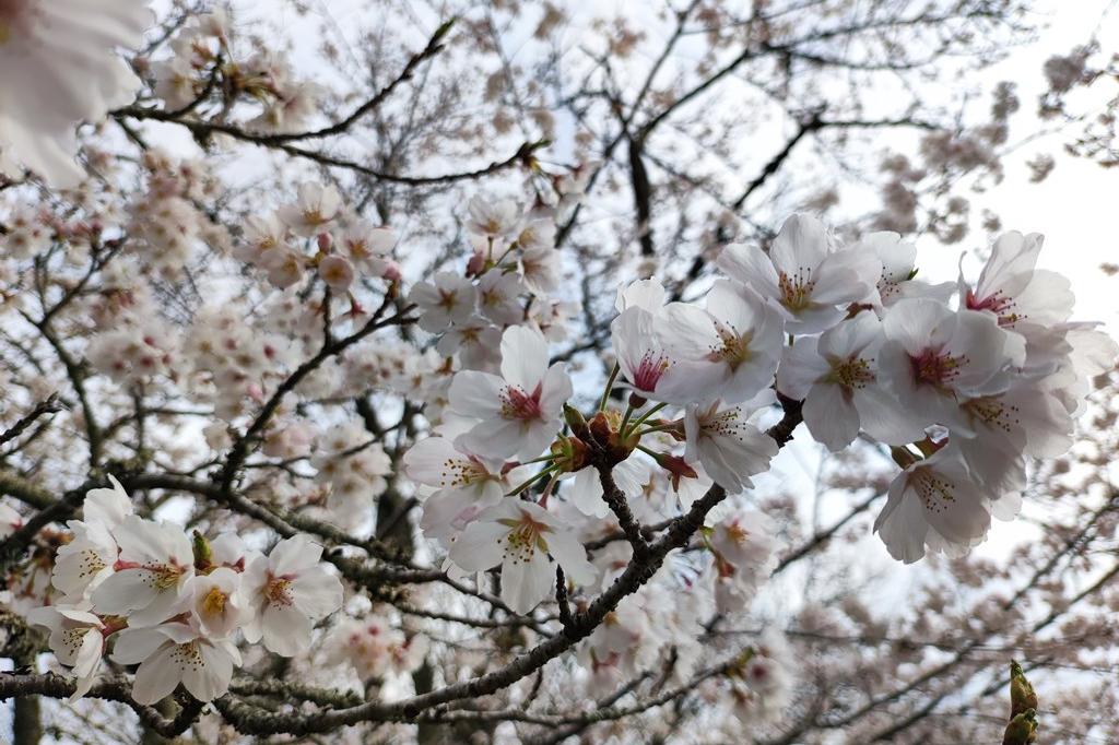 3月31日（木）の桜の開花状況