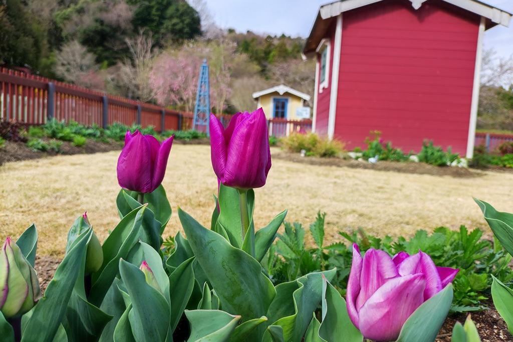 3月31日（木）のお花情報（見どころ沢山です）