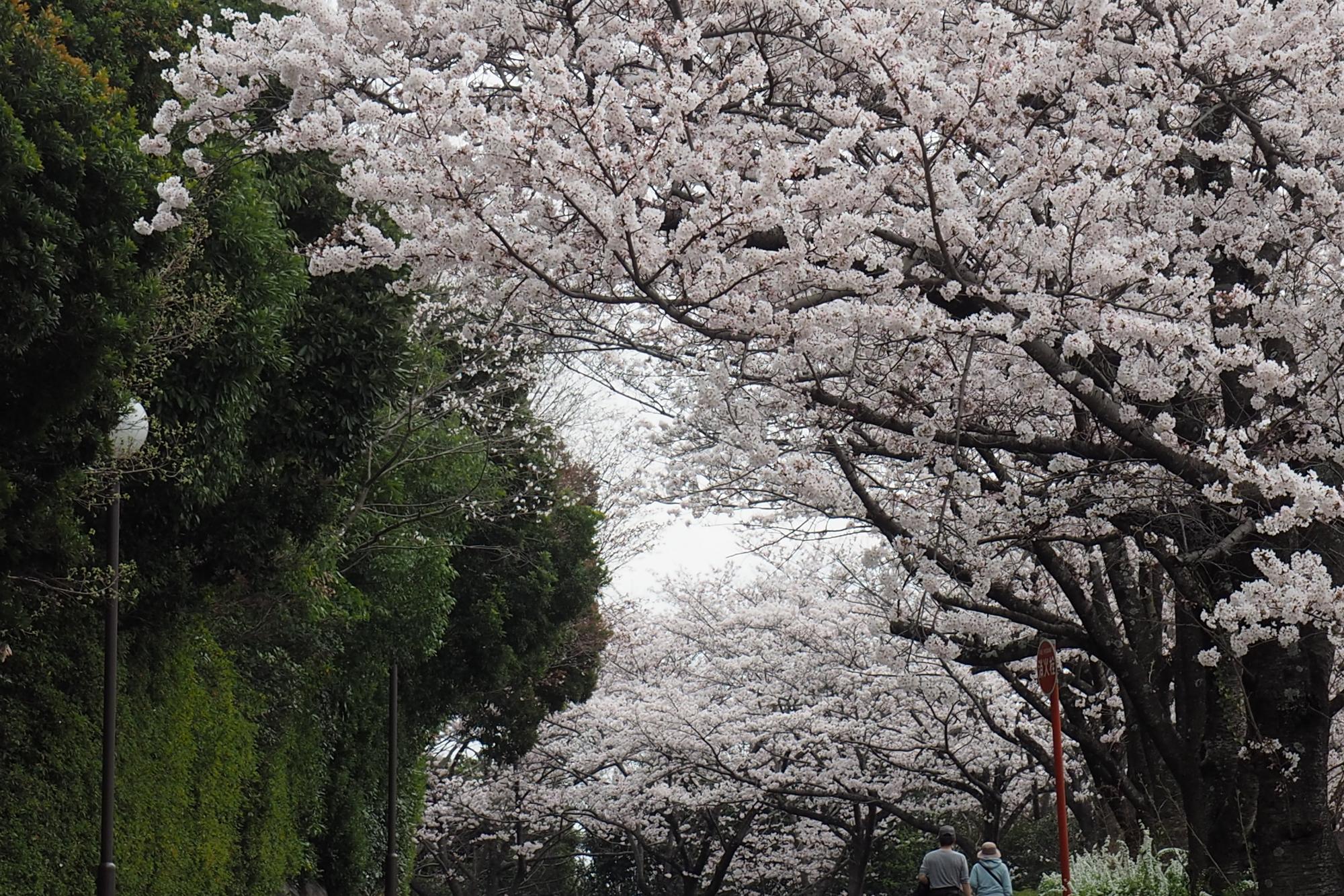 2022年3月31日開花状況