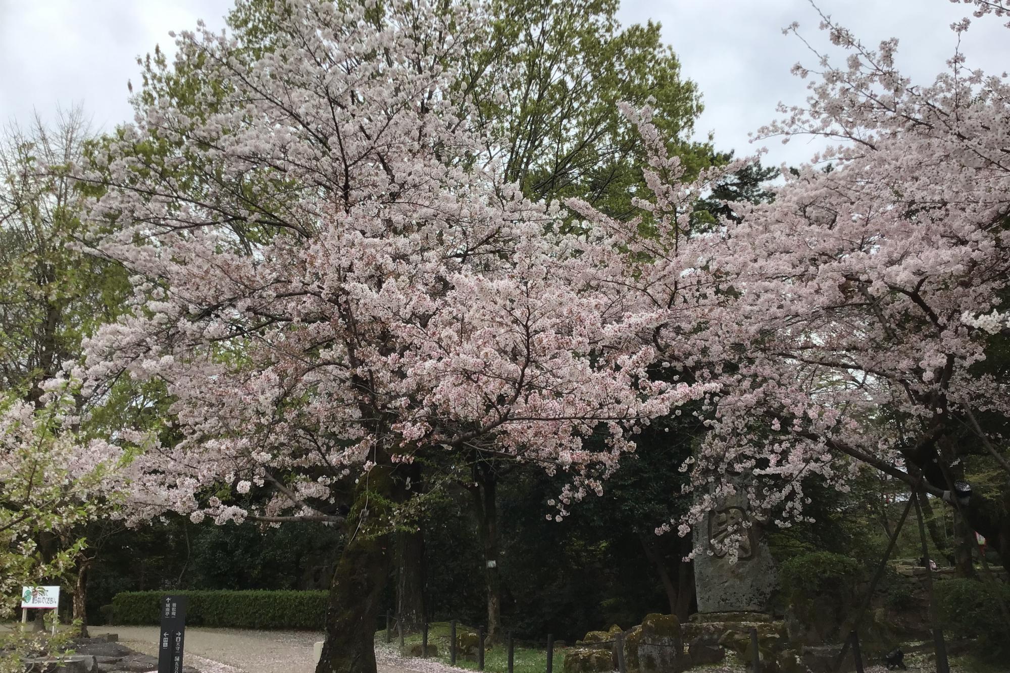 2022年4月1日（金）桜の開花状況を公開しました！
