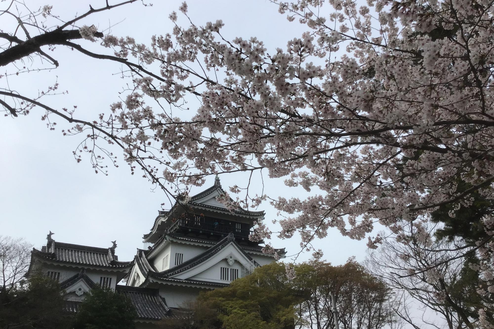 2022年4月2日（土）桜の開花状況を公開しました！