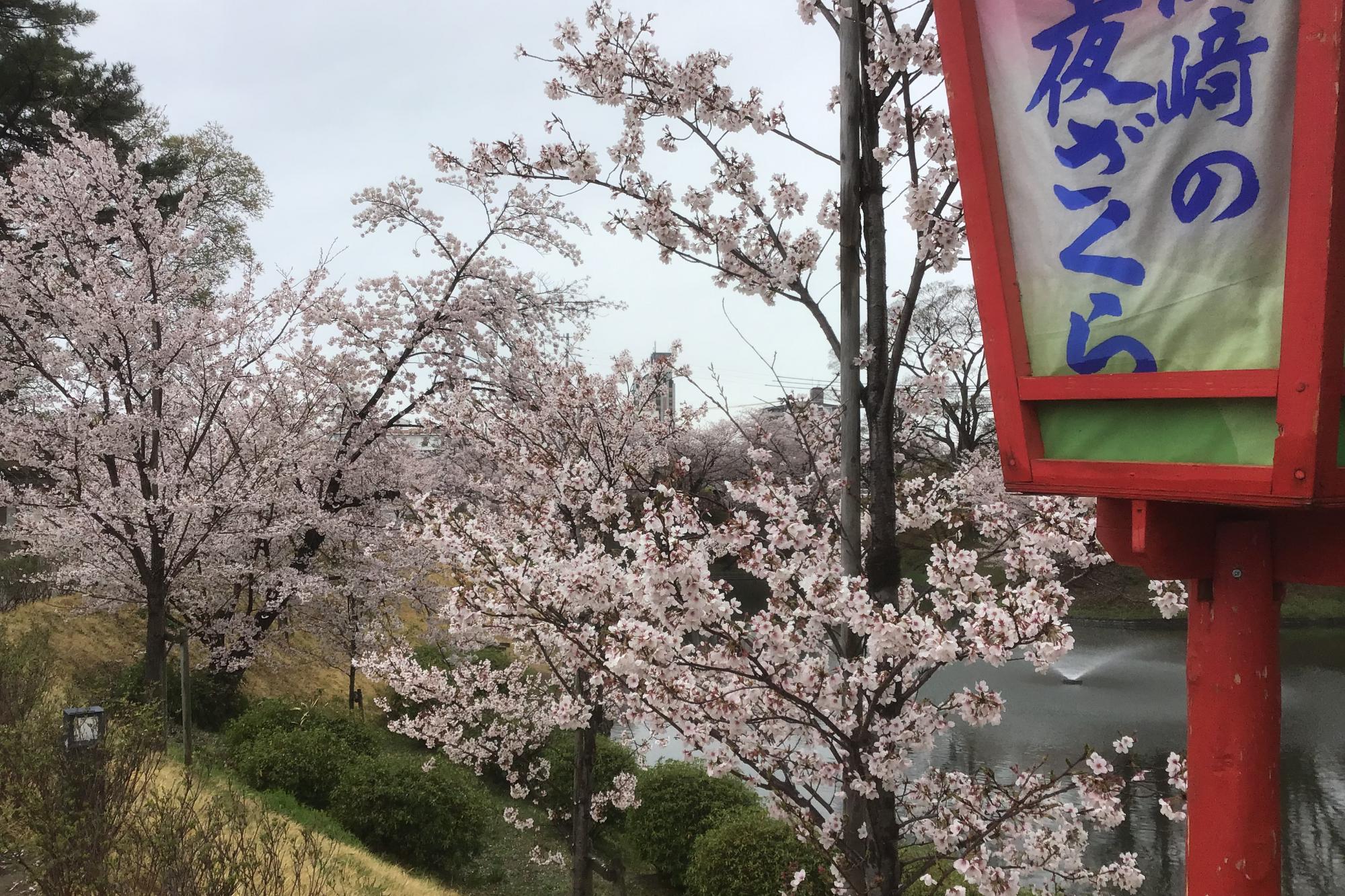 2022年4月3日（日）桜の開花状況を公開しました！
