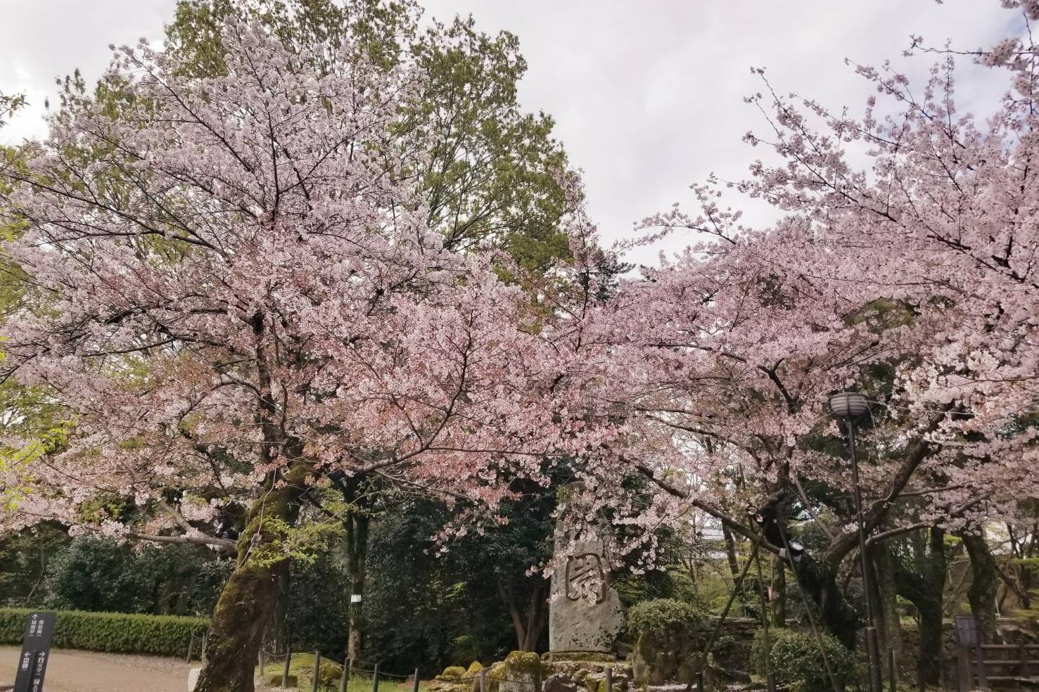 2022年4月4日（月）桜の開花状況を公開しました！