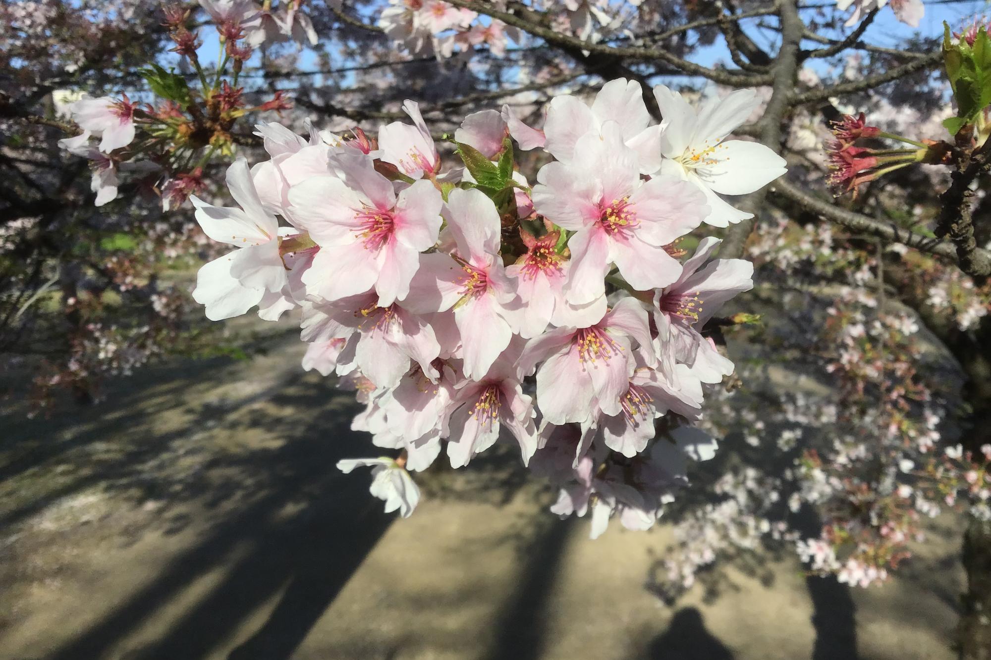 2022年4月5日（火）桜の開花状況を公開しました！