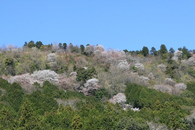 おおだの桜は今が見ごろです