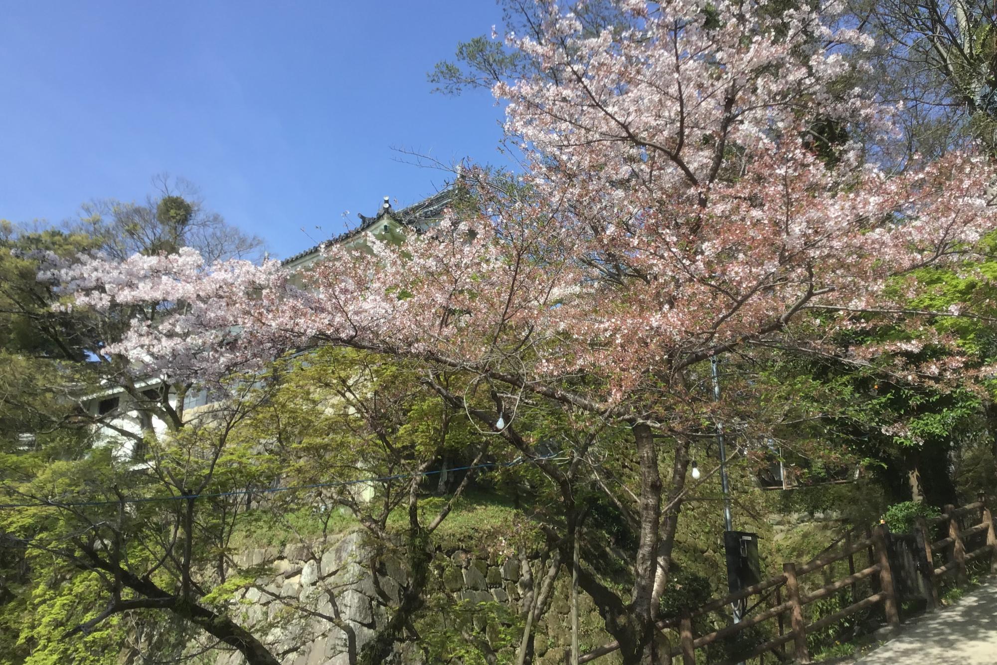 2022年4月7日（木）桜の開花状況を公開しました！