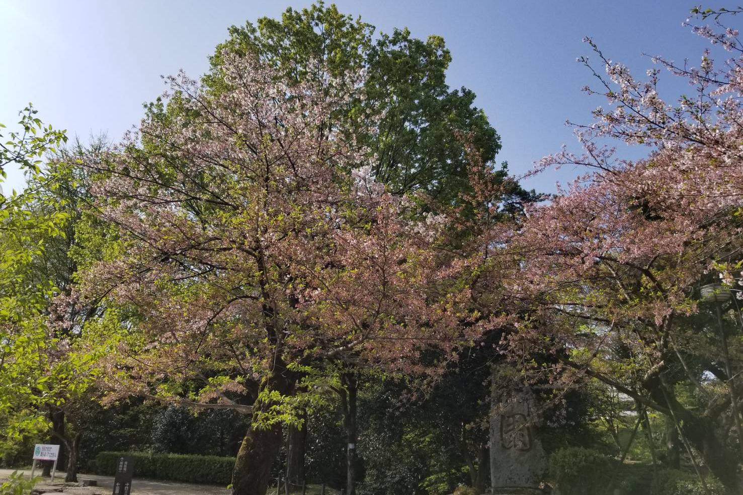 2022年4月8日（金）桜の開花状況を公開しました！