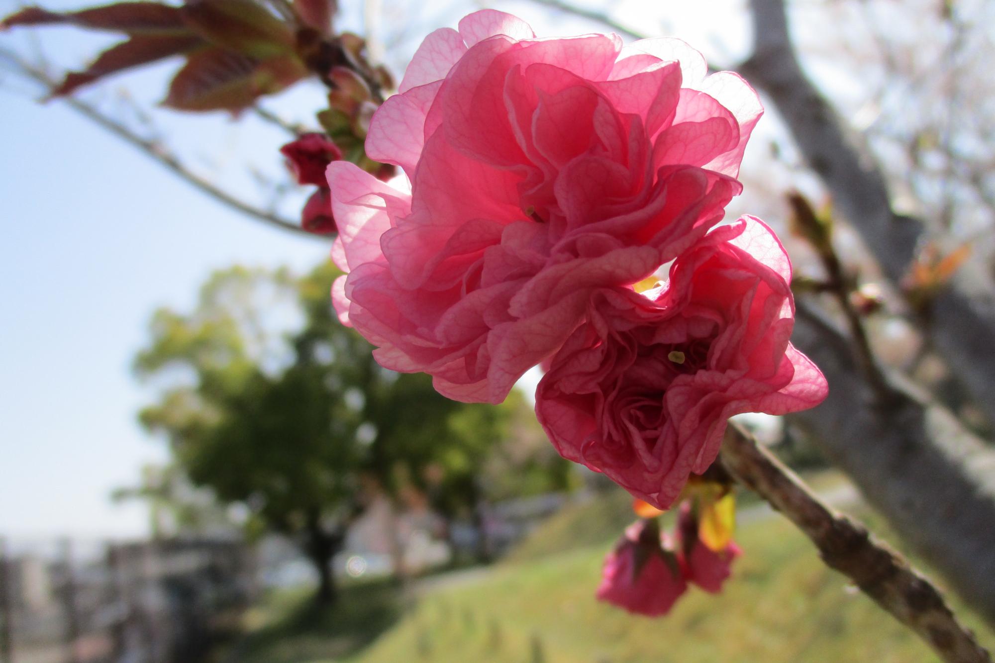 2022年4月8日の桜の開花状況です！