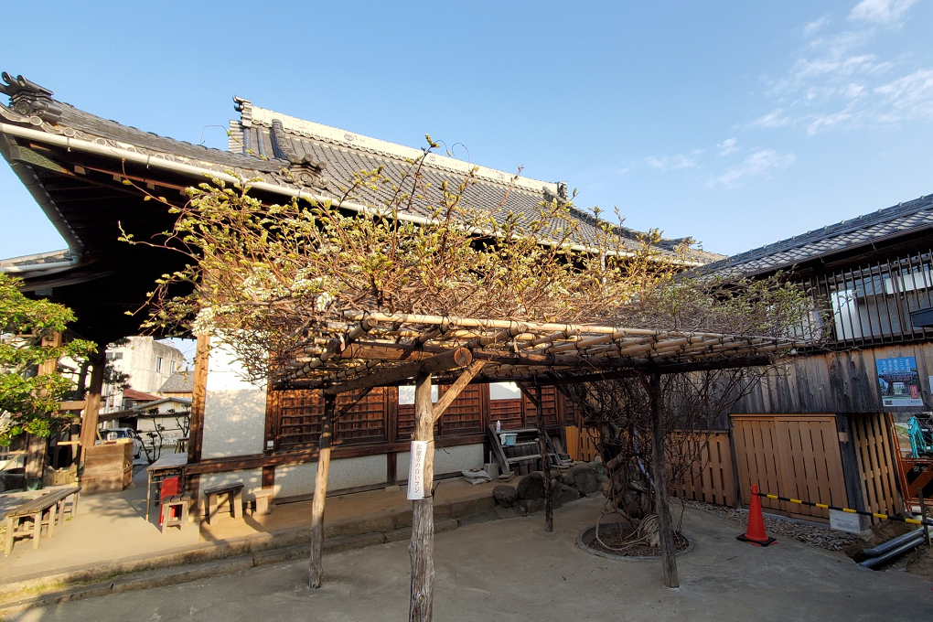 2022年松應寺の白藤の開花状況を更新しました！