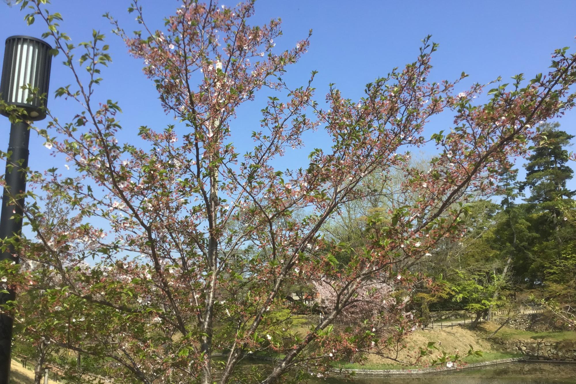 2022年4月9日（土）桜の開花状況を公開しました！