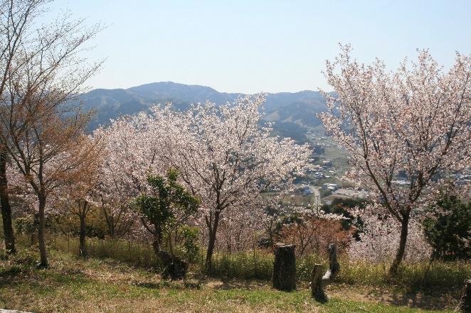 山頂まで満開になりました！