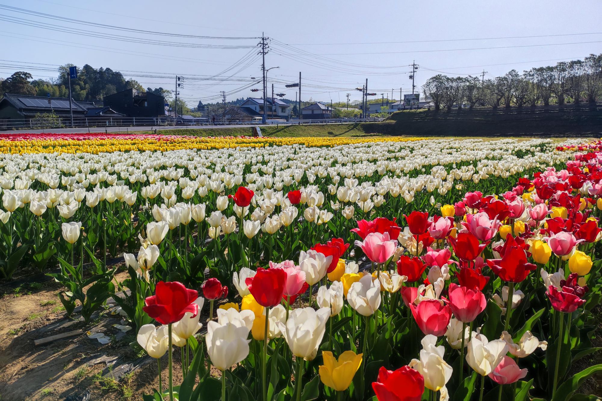 4月12日(火)チューリップ畑の様子です（散り始めています）