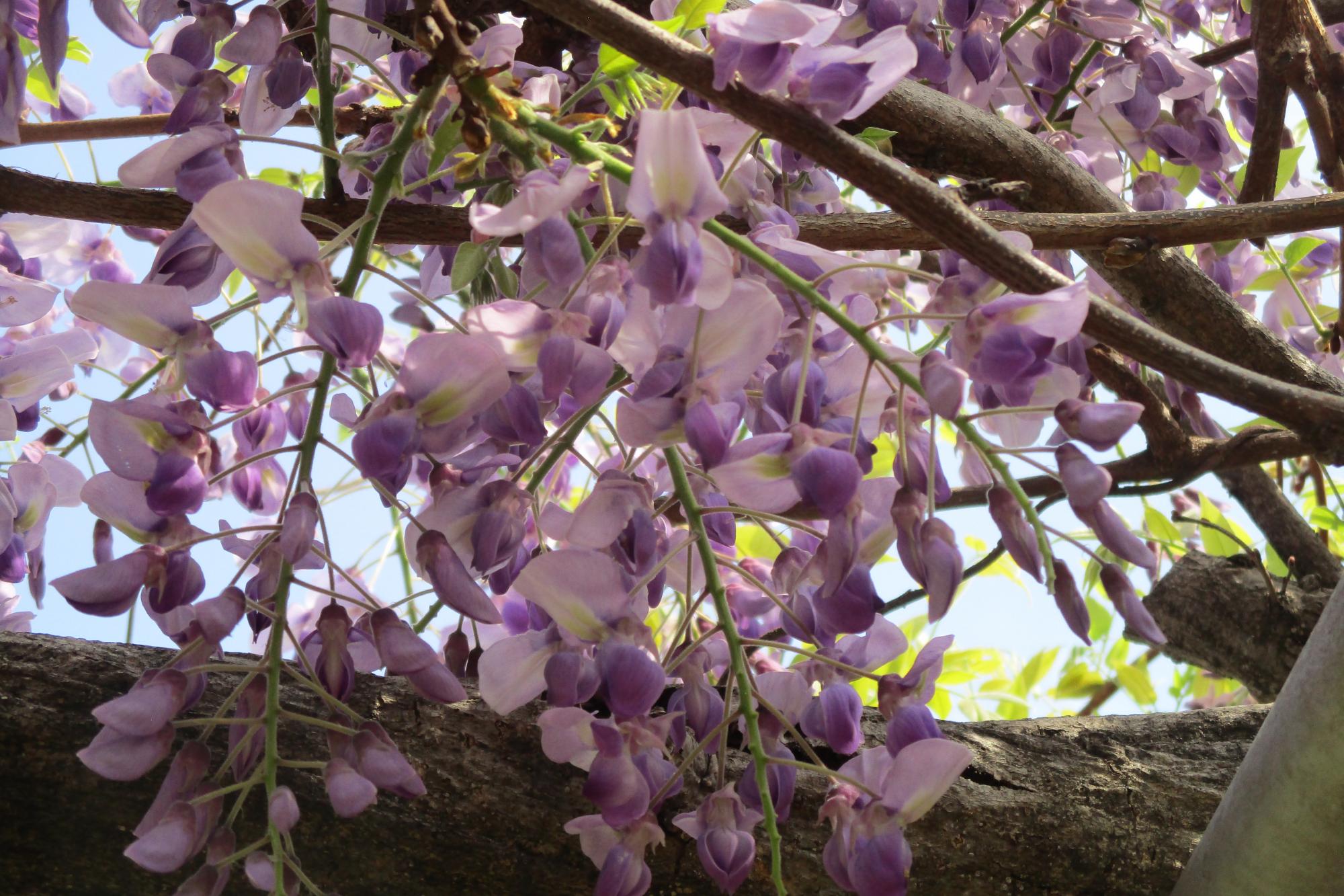 2022年の藤の開花状況です！