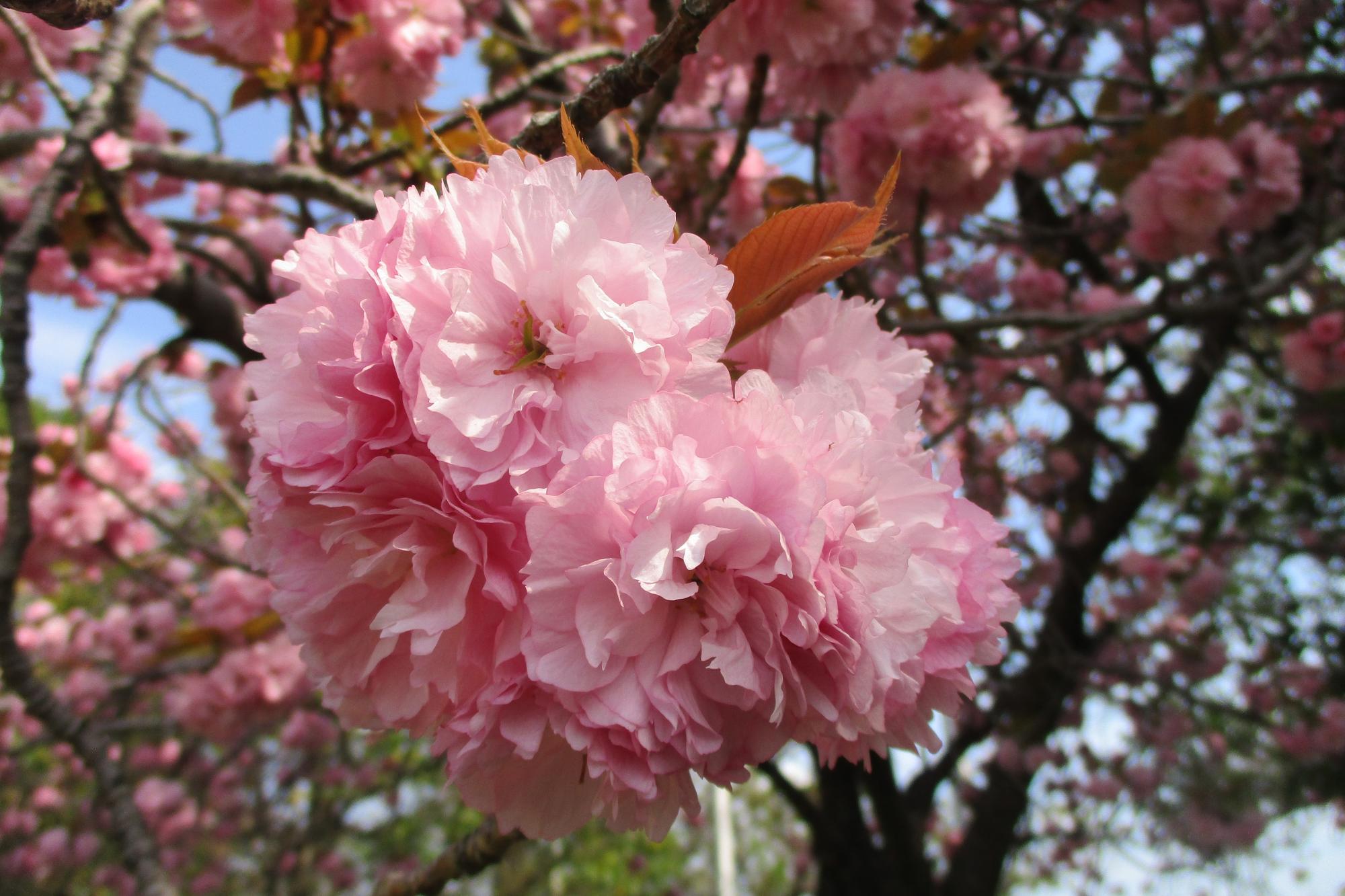 2022年4月13日現在の桜の開花状況です！