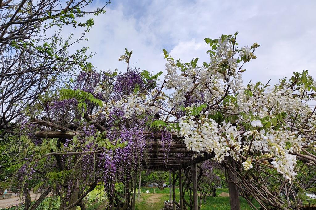 2022年奥殿陣屋のお花情報(藤が咲き始めています)