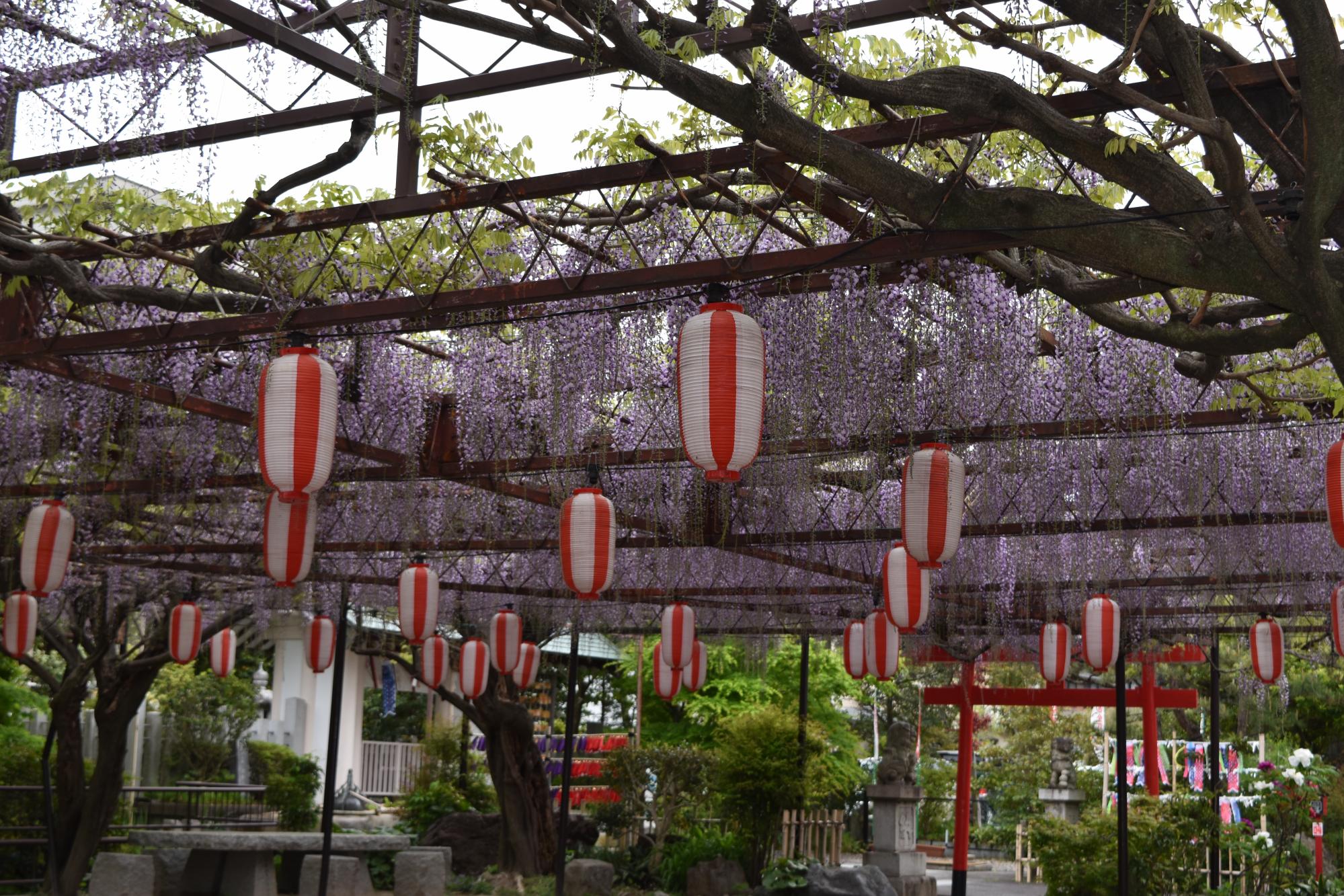 4月14日（木）の徳王神社の藤の開花状況をお知らせします！