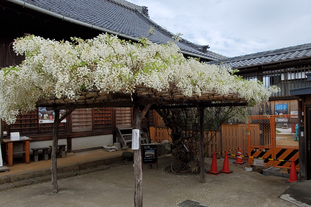 2022年4月14日（木）の松應寺「白藤」の開花状況を更新しました！