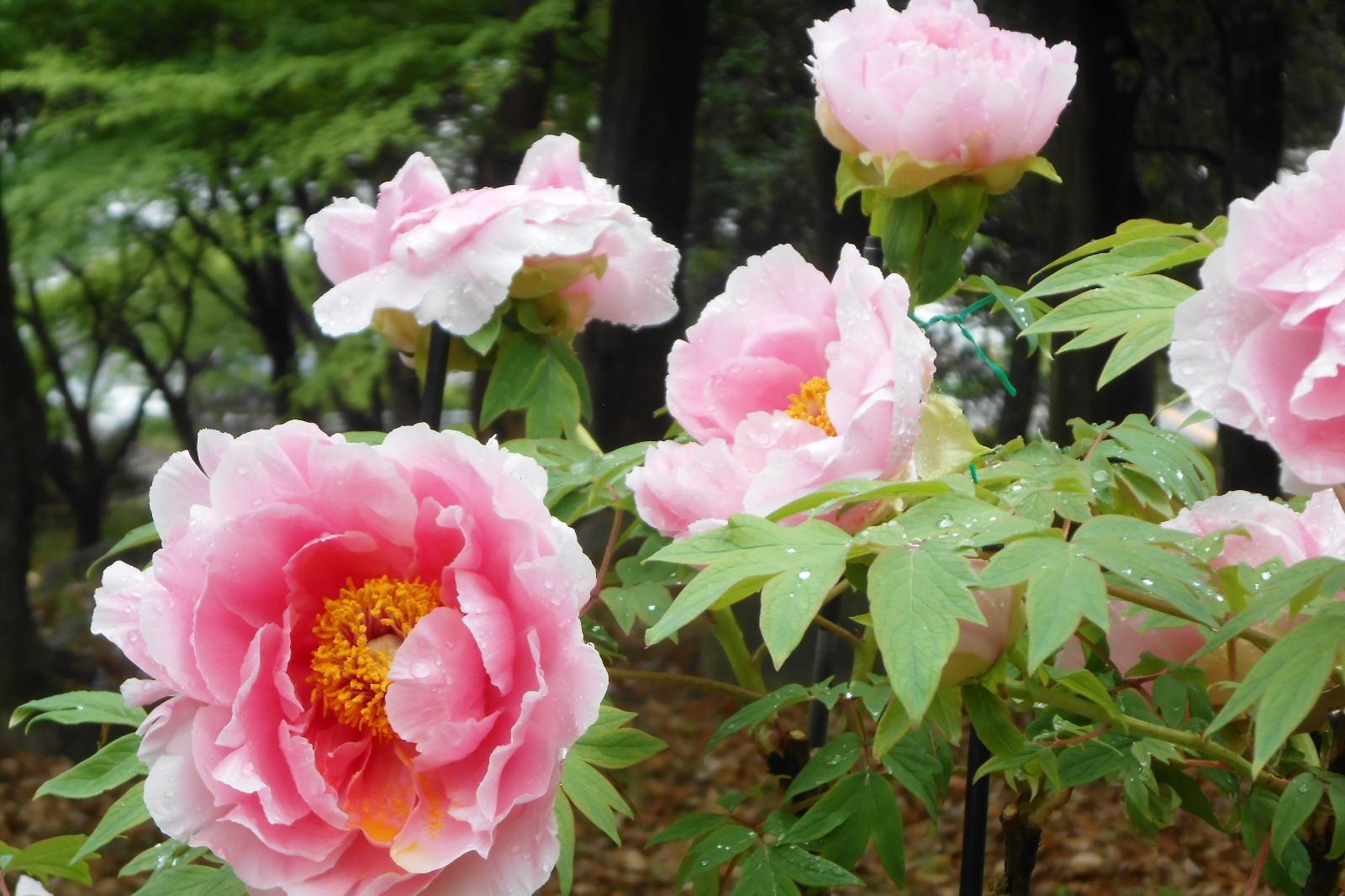 4月17日（日）の東公園ぼたん園の様子を更新しました。