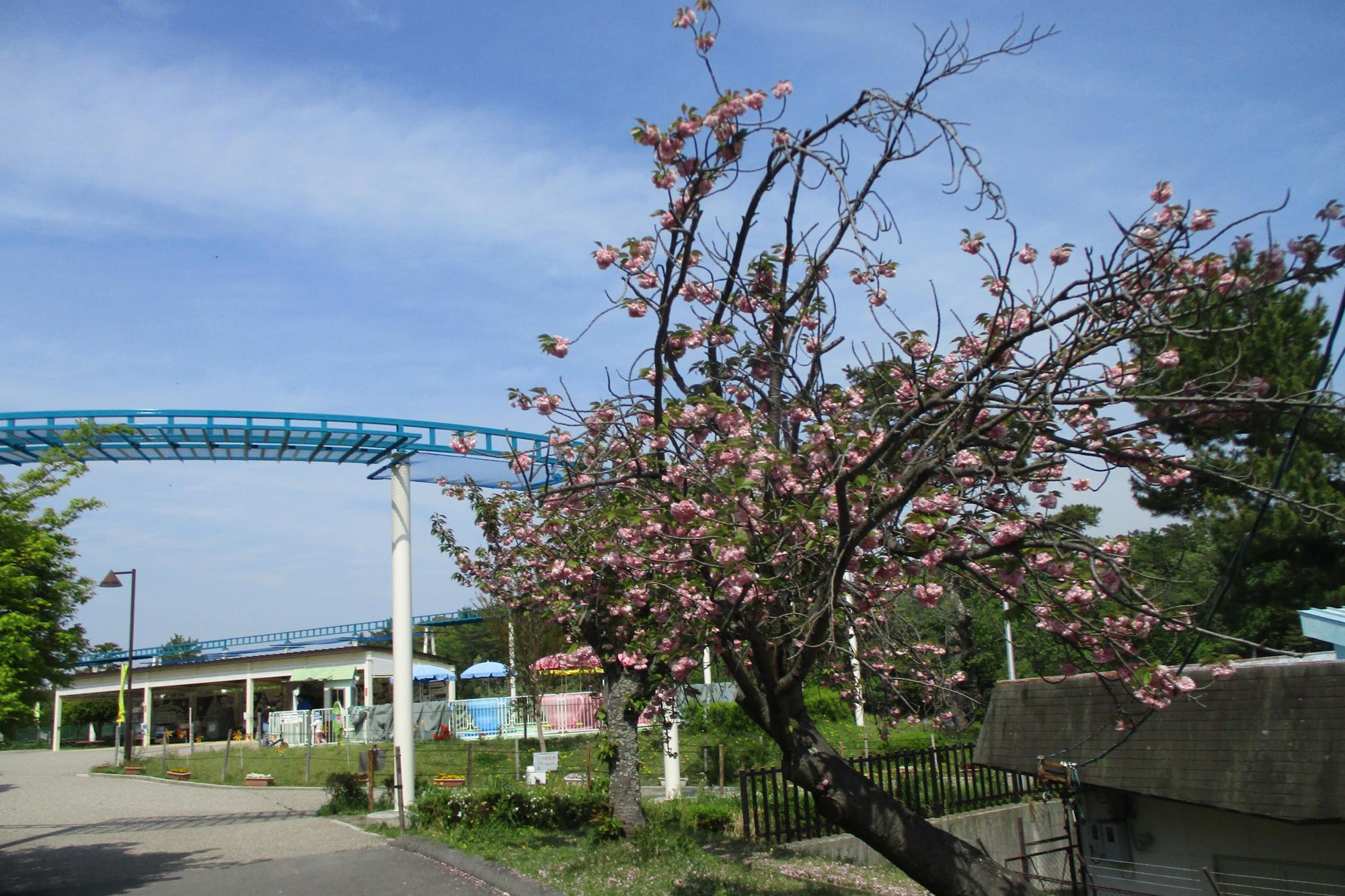 2022年4月19日の桜の開花状況です！