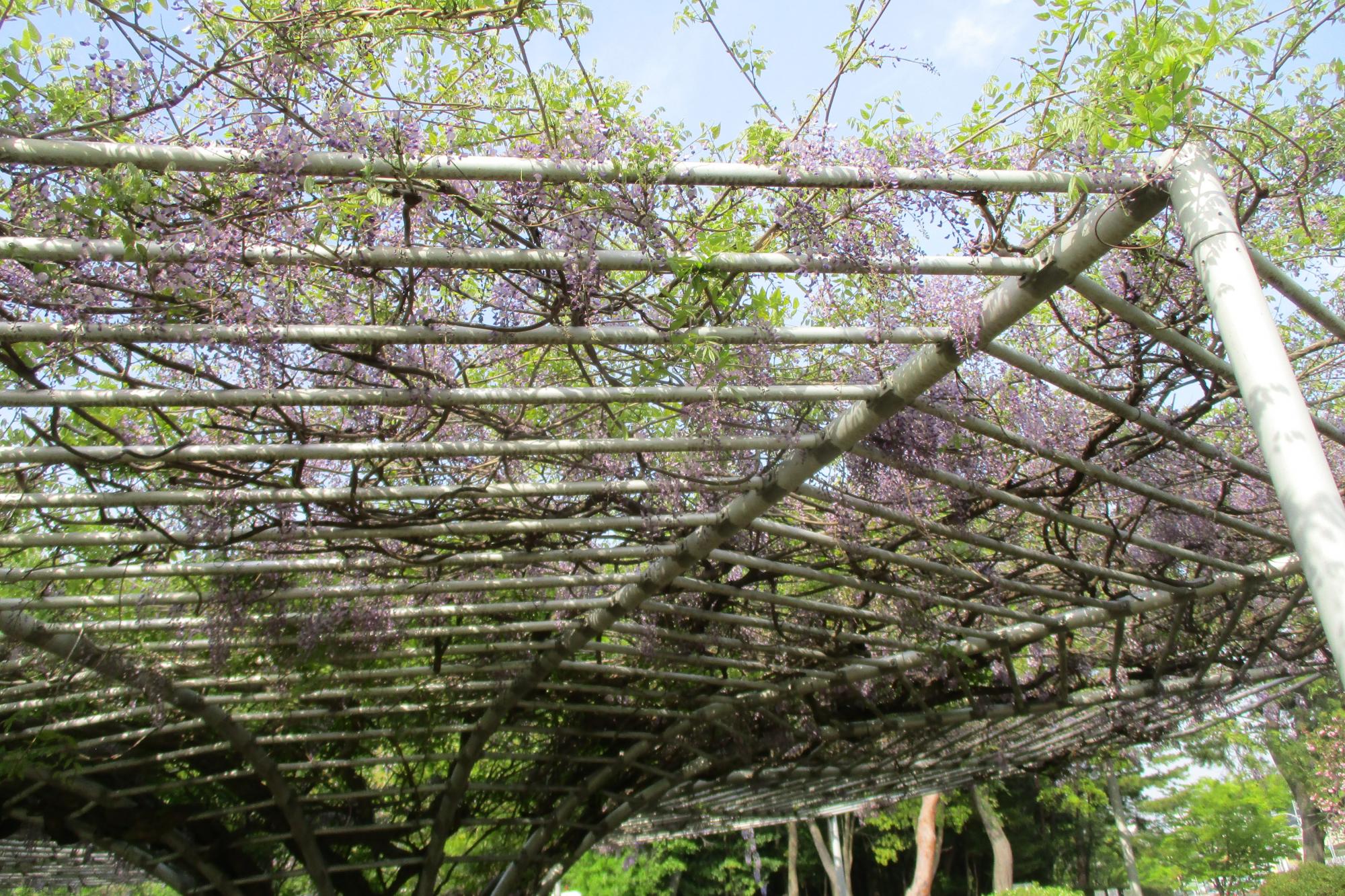 2022年4月19日の藤の開花状況です！