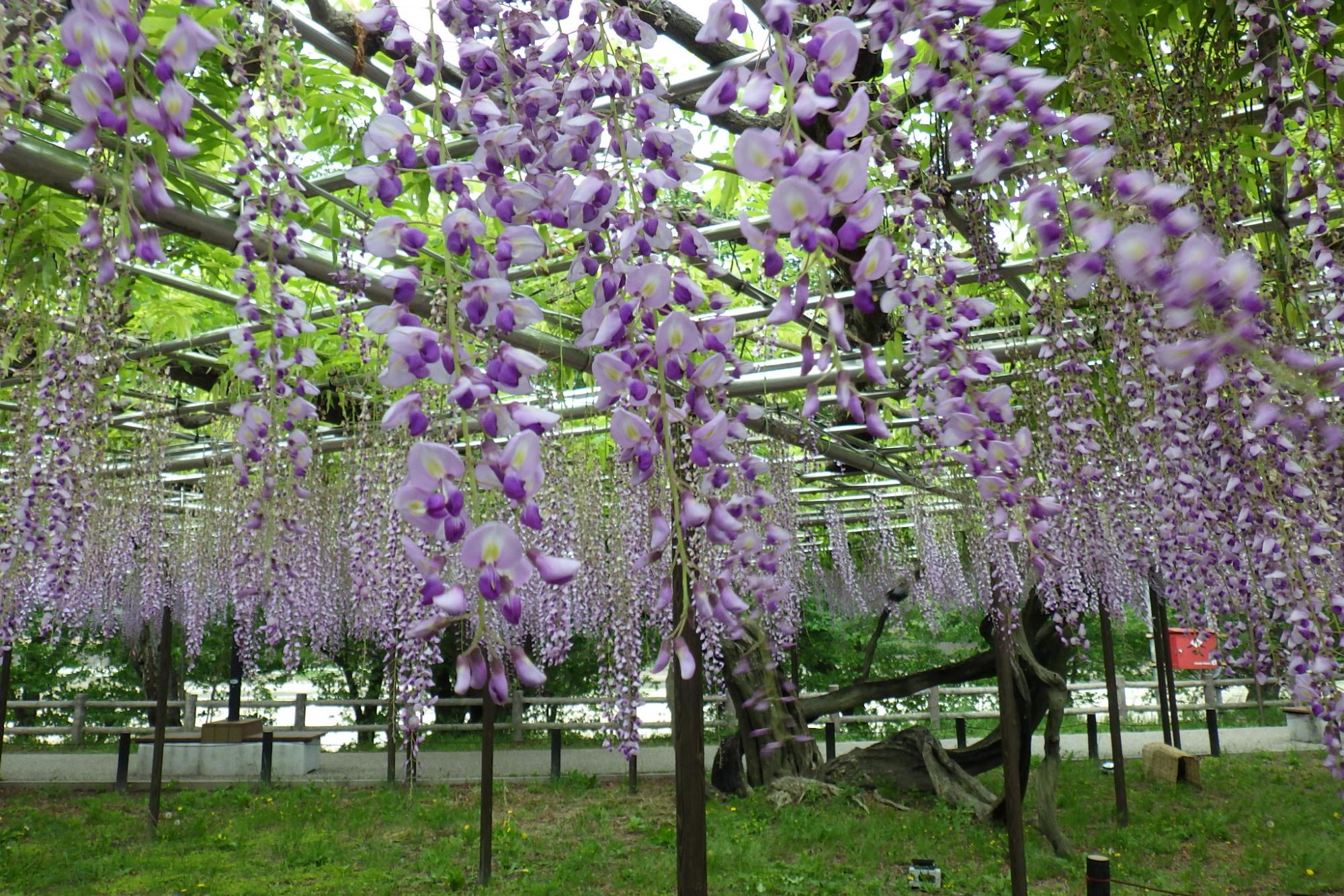 2022年4月26日（火）五万石ふじの開花状況を公開しました！