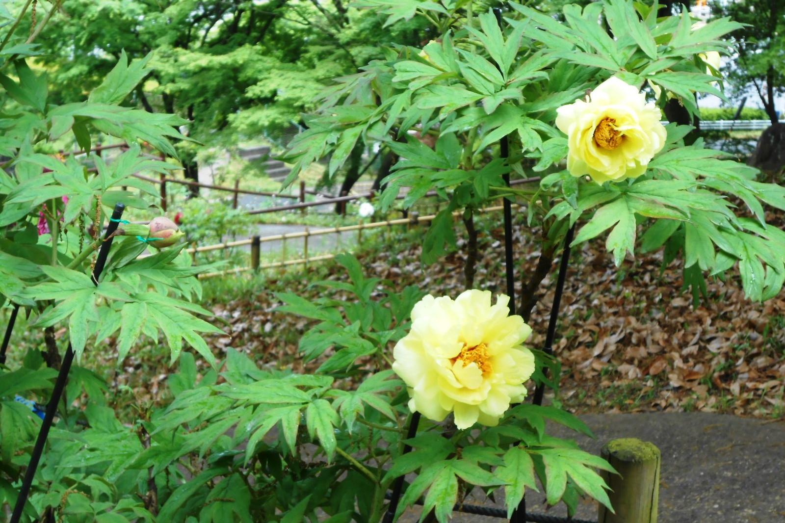 4月26日（火）の東公園ぼたん園の様子です。