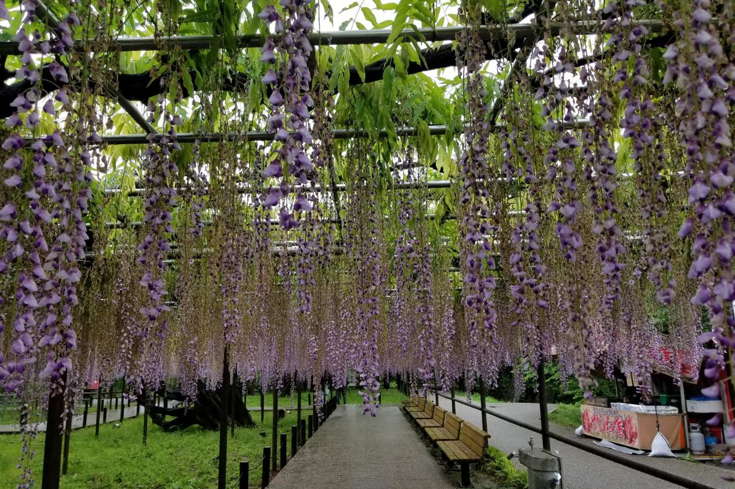 2022年4月27日（水）五万石ふじの開花状況を公開しました！