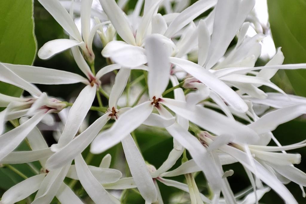 5月1日(日)のお花情報(ヒトツバタゴが咲きました)