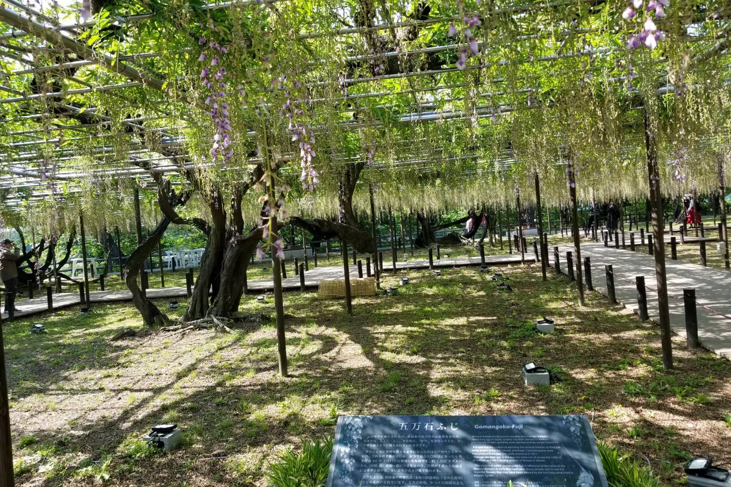 2022年5月4日（水）五万石ふじの開花状況を公開しました！