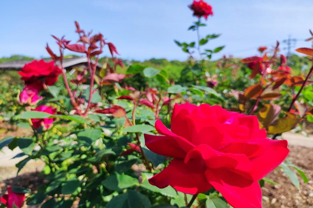 5月8日(日)のバラ園の様子です