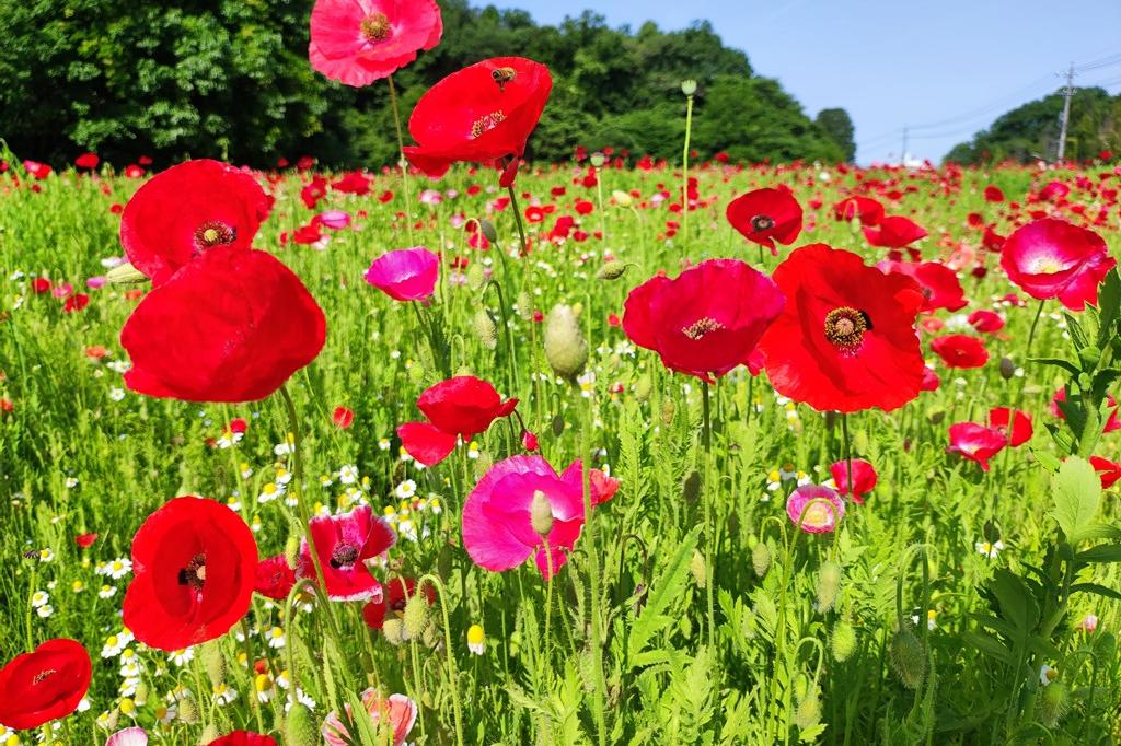 5月8日(日)のお花情報(ポピーとシャクヤクの様子です)