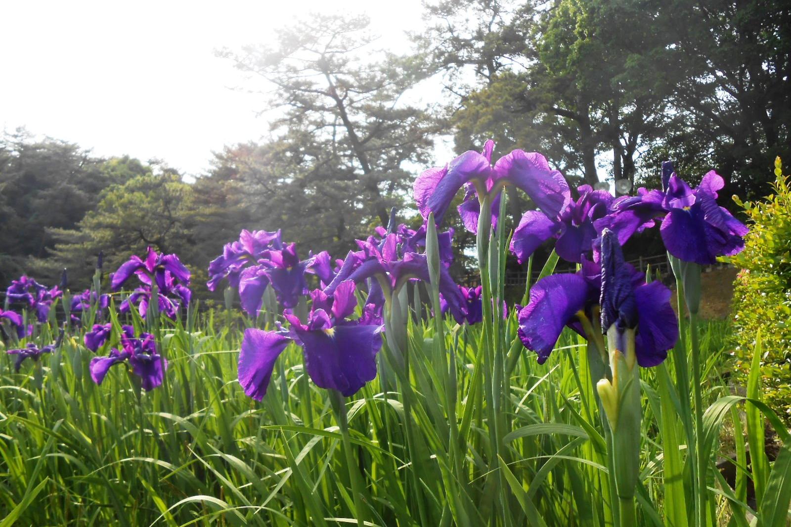 2022年の東公園花菖蒲園の開花情報はこちらから！