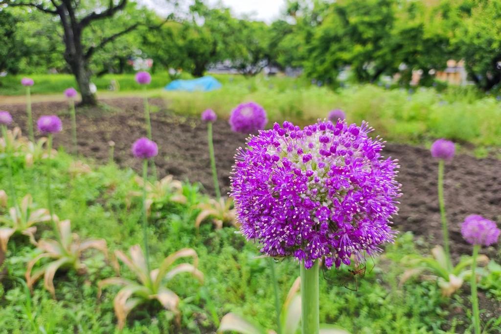 5月14日(土)のお花情報(ギガンジウムが咲き始めました)