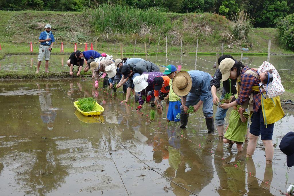 昔ながらの農業体験「田植え」を実施しました！