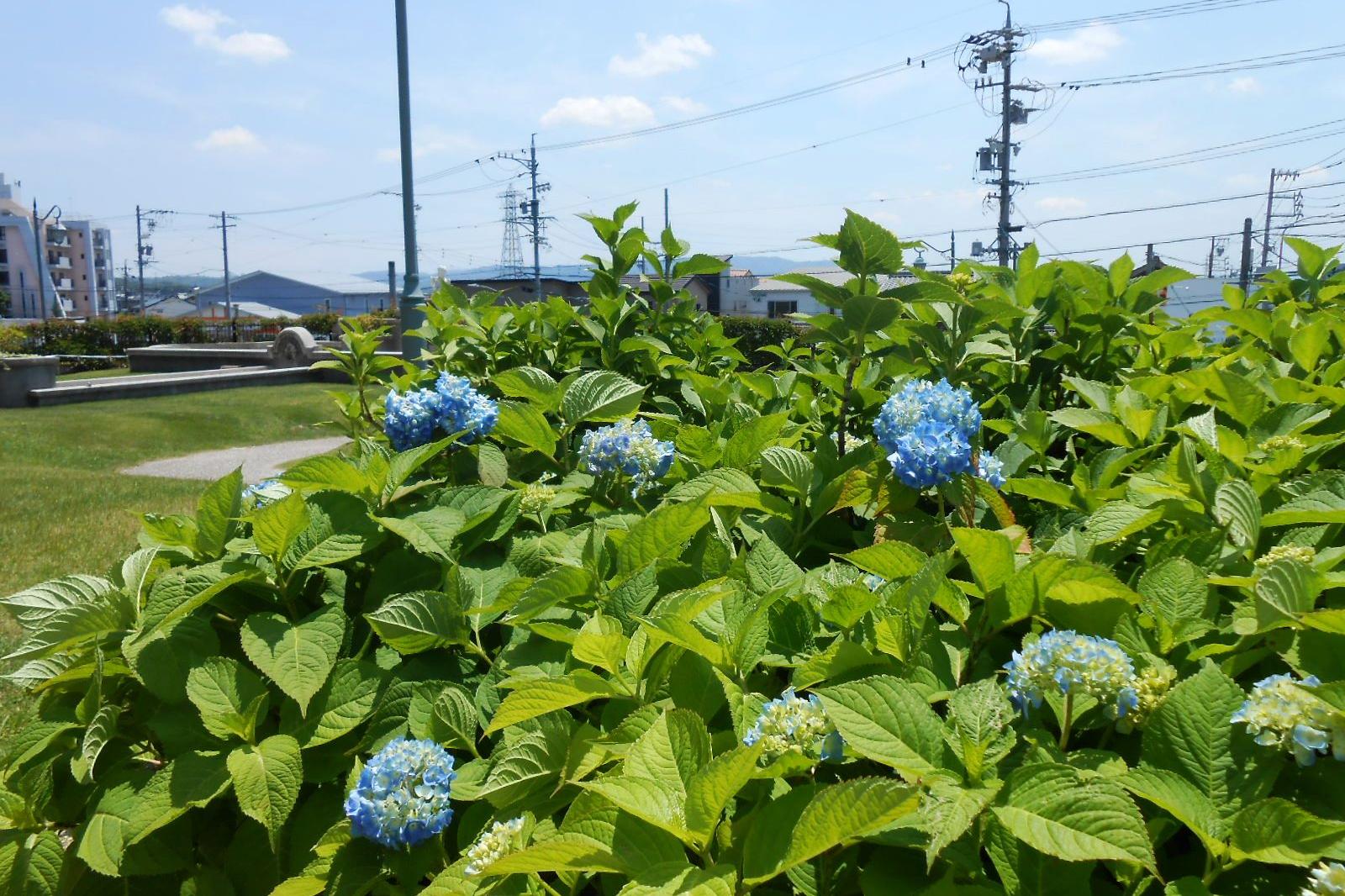 5月22日（日）、旧本多忠次邸のアジサイの開花情報を更新しました。