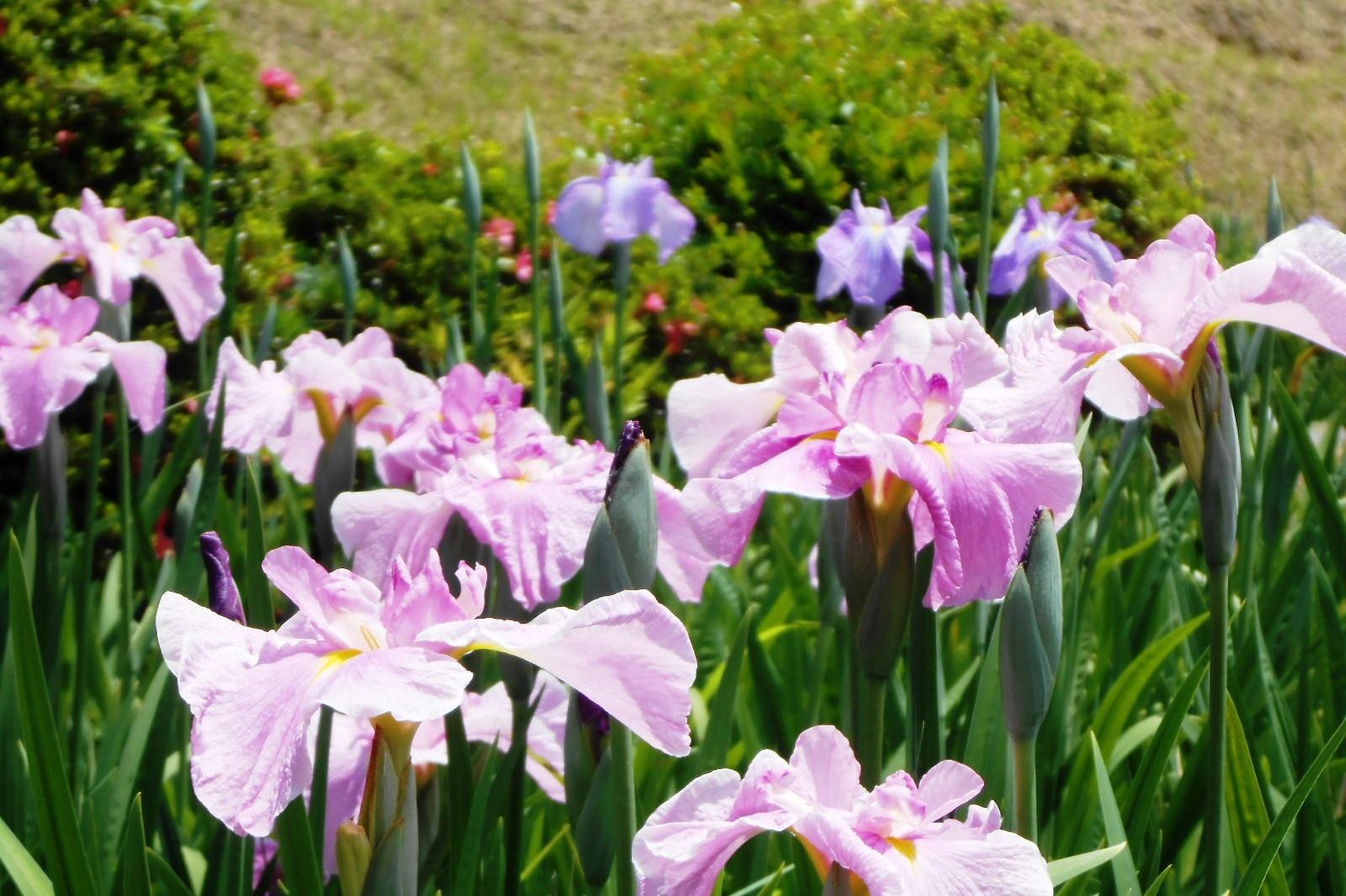 5月24日（火）の東公園花菖蒲の開花情報を更新しました。