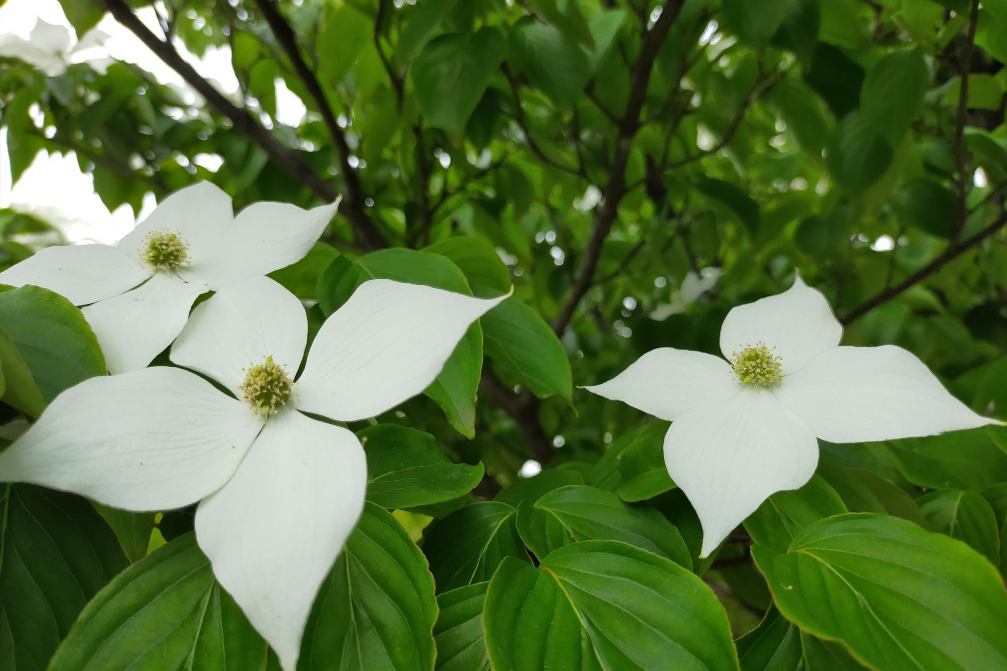 5月26日（木）開花状況