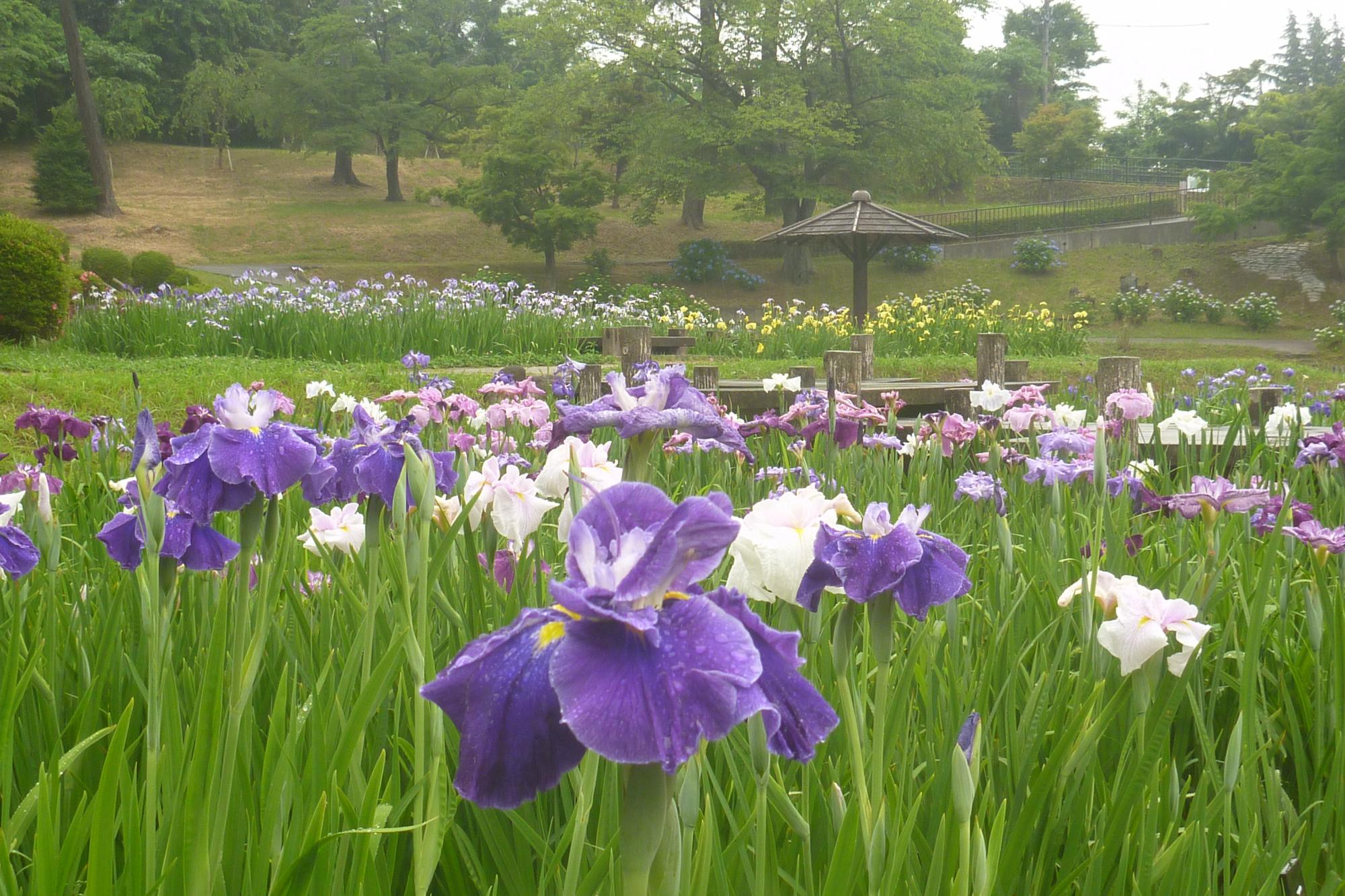 東公園「花菖蒲まつり」フォトコンテストを開催します！