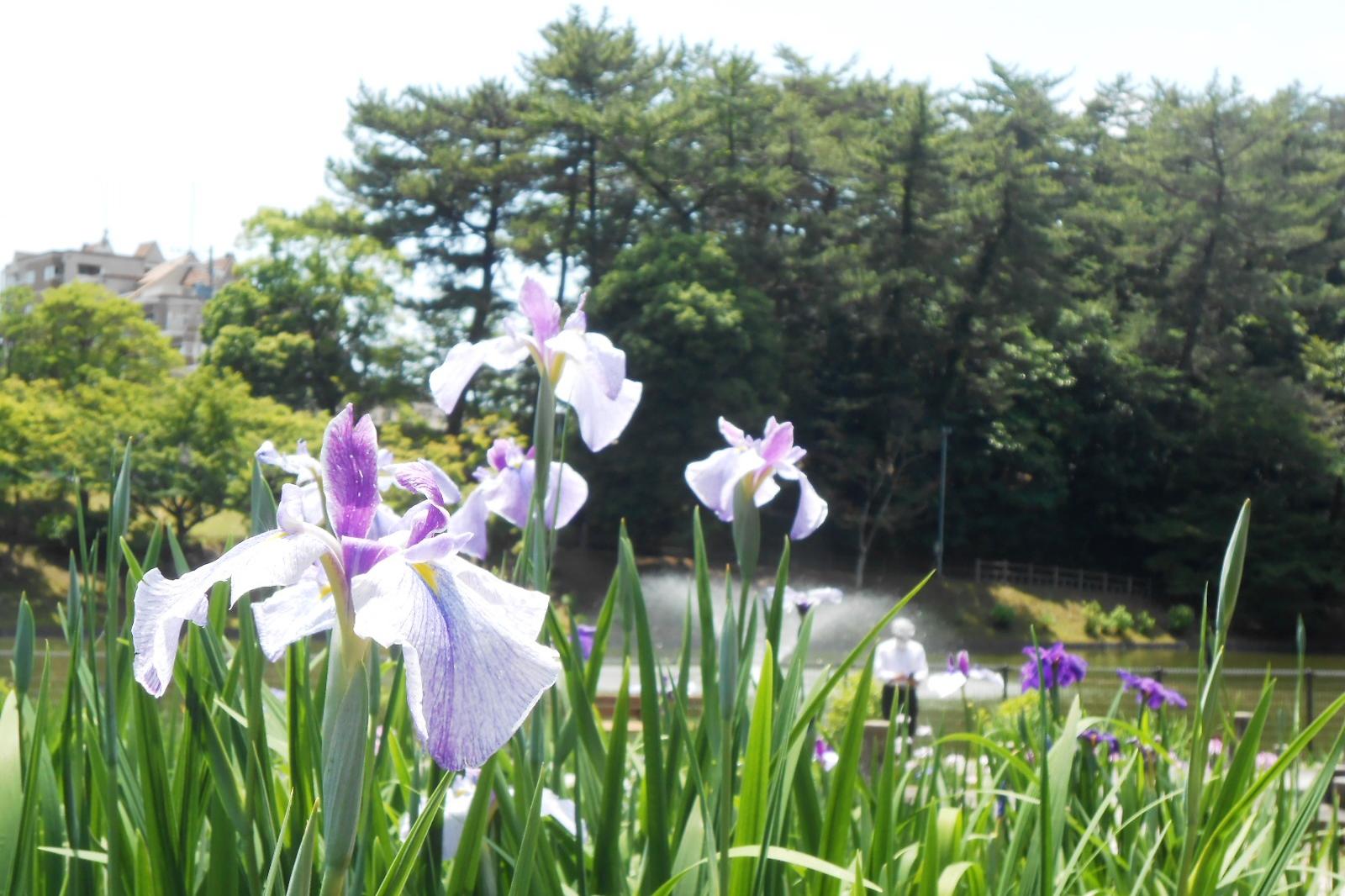 5月27日（金）の東公園花菖蒲の開花情報を更新しました。