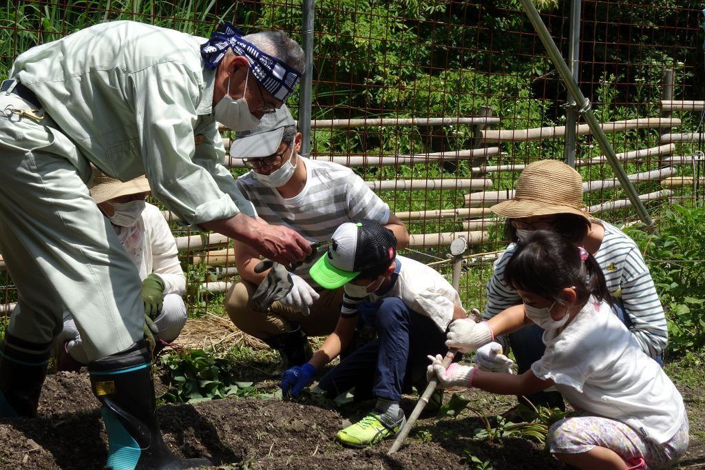 昔ながらの農業体験「さつま芋苗さし」を実施しました!