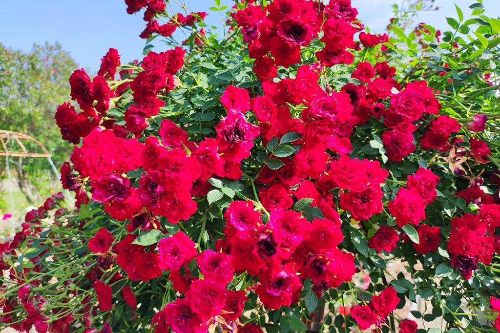 6月4日(土)のバラ園の様子です(大きな花が沢山です)