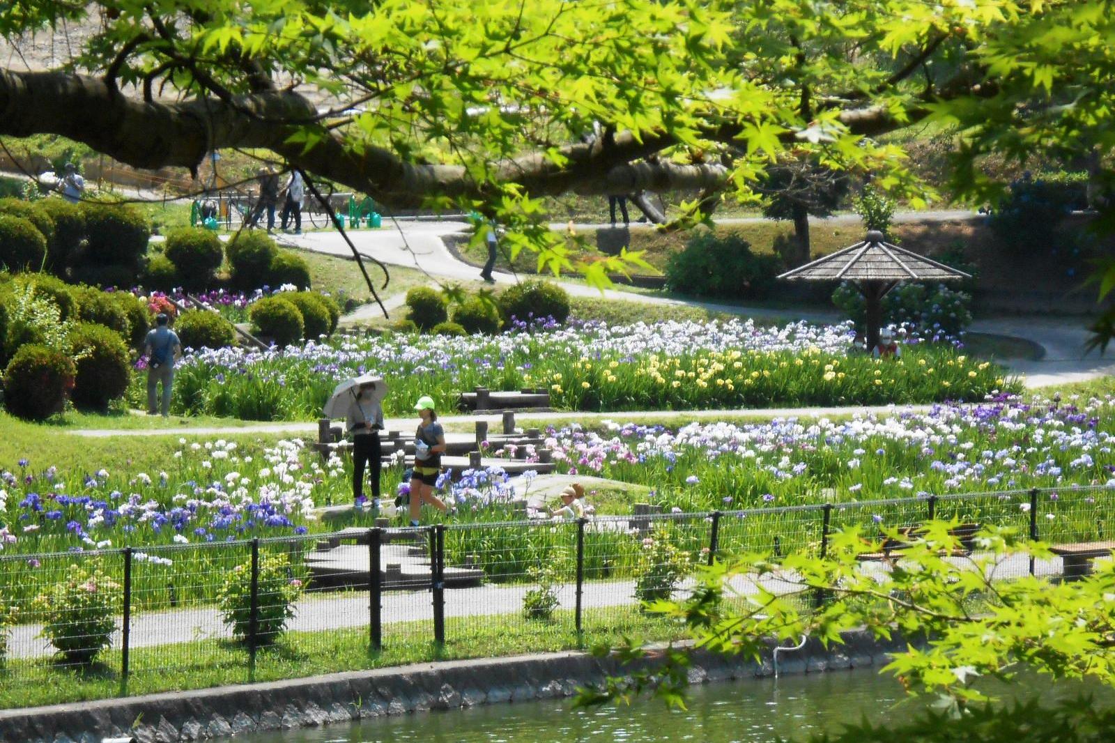 6月4日（土）、東公園の花菖蒲が見ごろを迎えています！