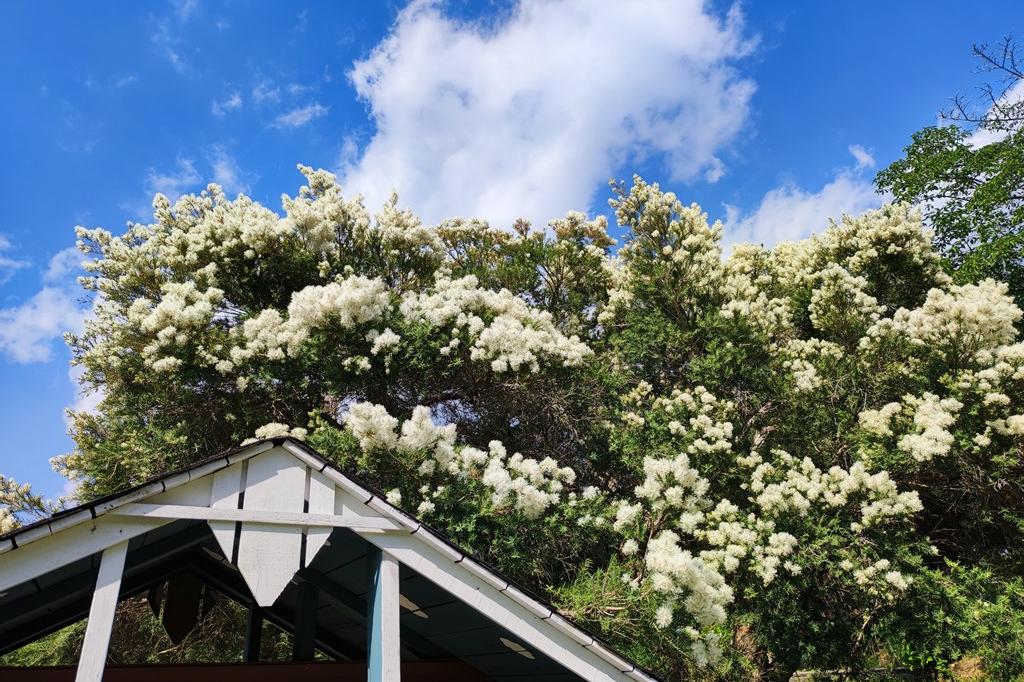 6月4日(土)のお花情報(メラレウカが咲き始めています)