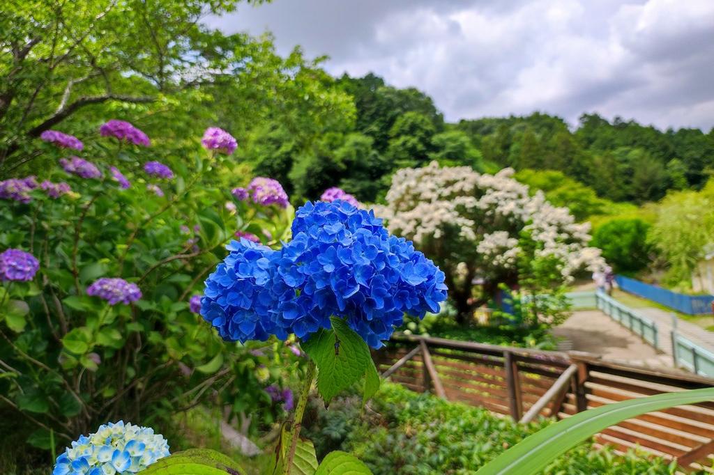 6月10日(金)のお花情報(アジサイが咲き始めました)