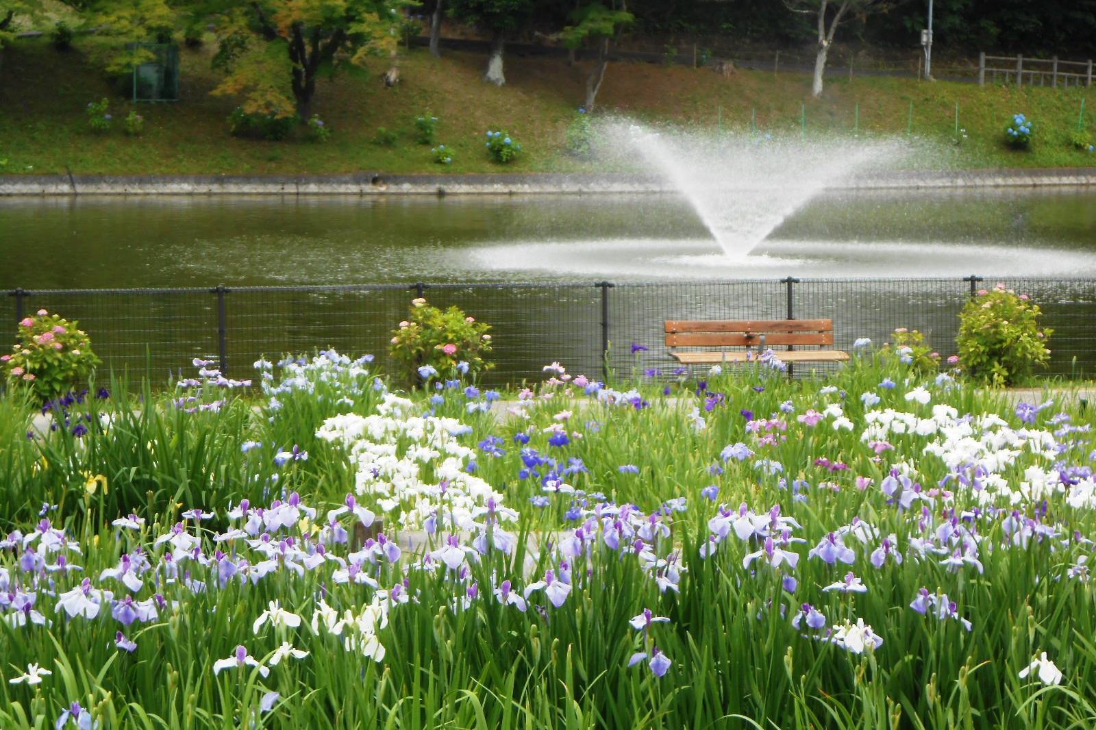 6月11日（土）の東公園花菖蒲の開花情報を更新しました。