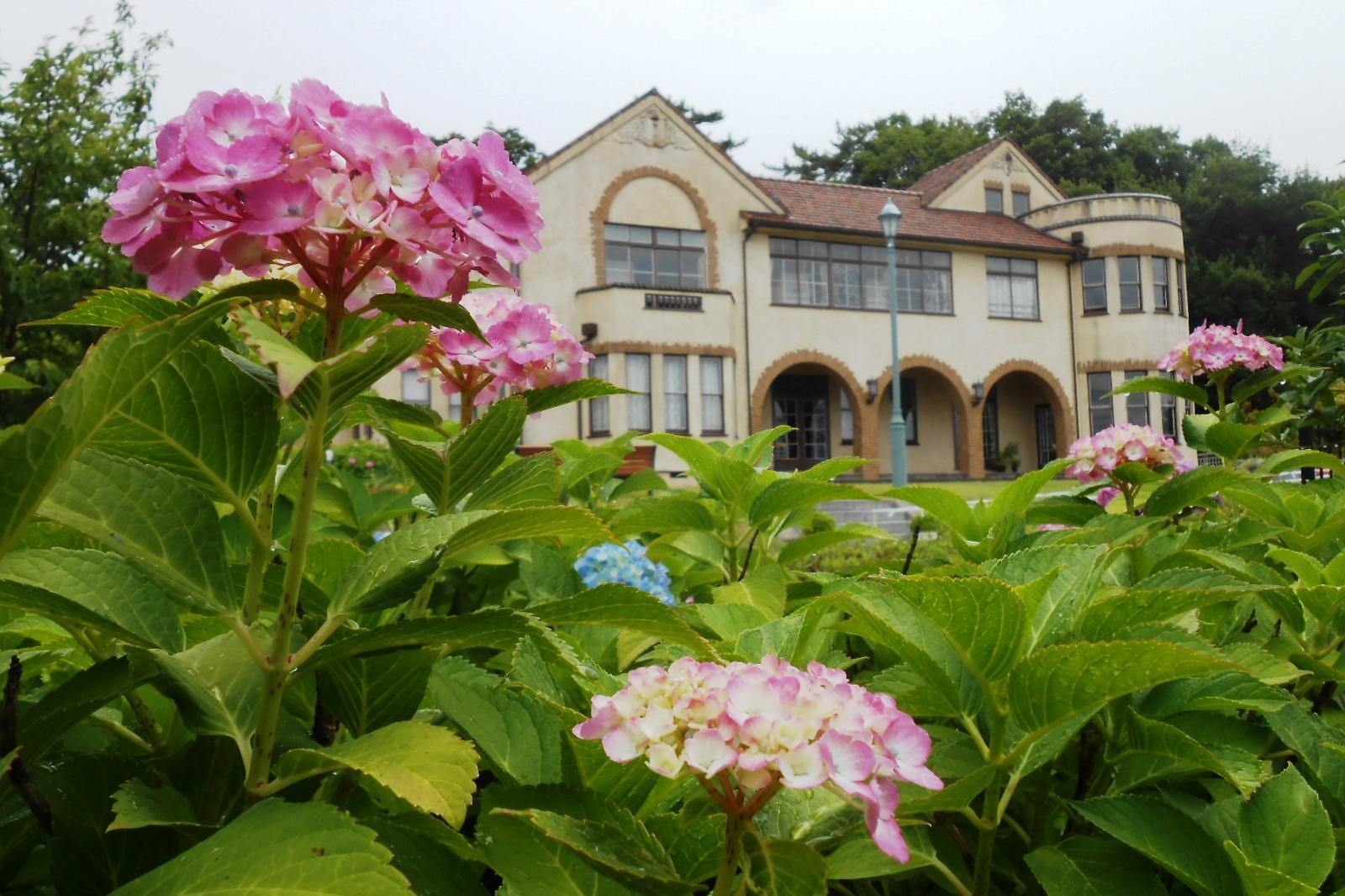 6月11日（土）の旧本多忠次邸のアジサイの開花情報を更新しました。