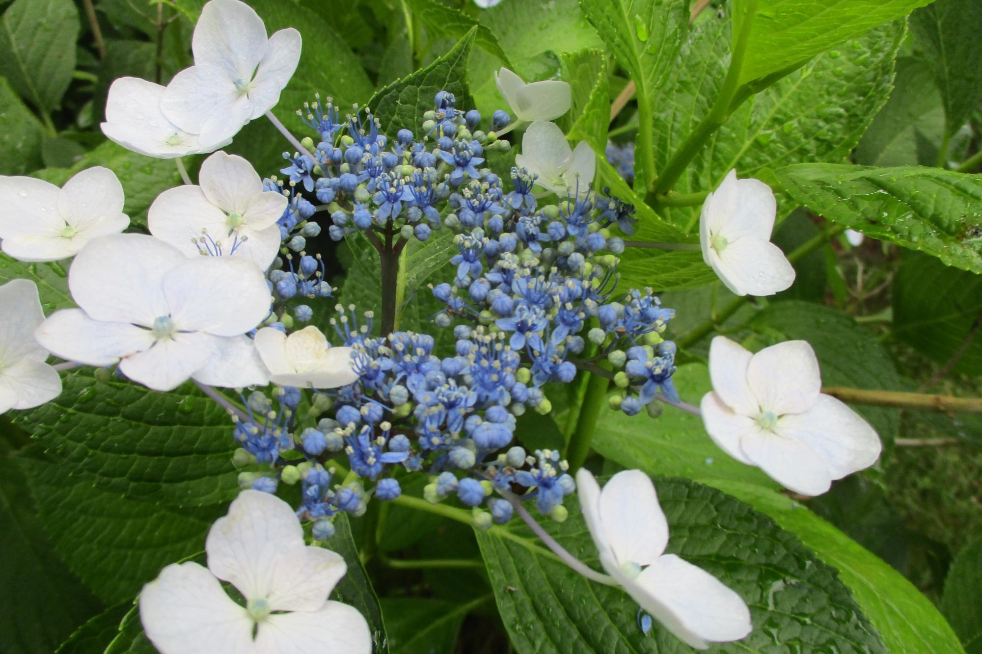 2022年のアジサイの開花状況です！