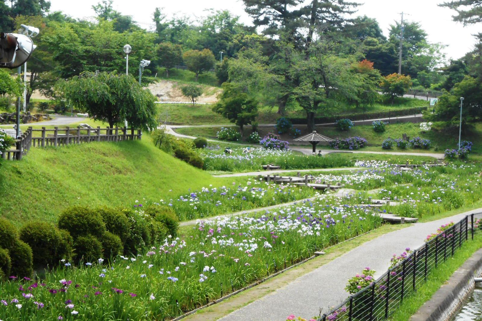 6月17日（金）の東公園花菖蒲の開花情報を更新しました。